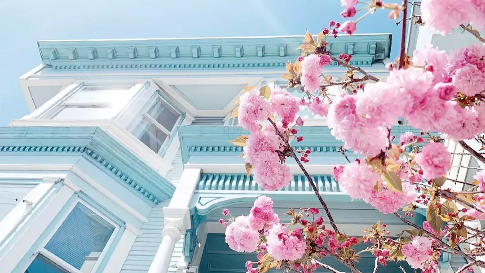 Fleurs de cerisier devant un bâtiment victorien